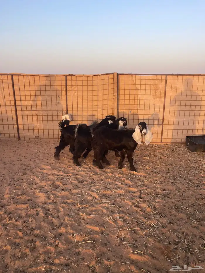 جفرات 2