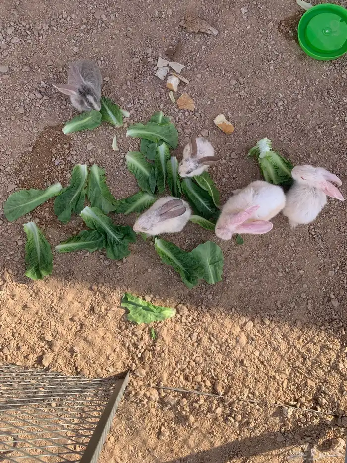 للبيع ارانب 3