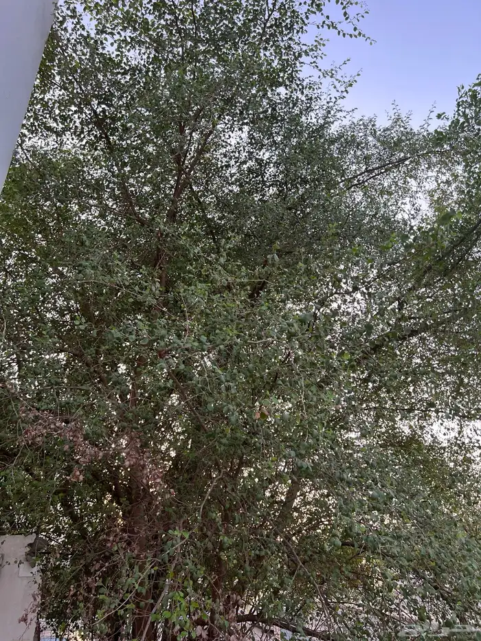 شجرة سدر للبيع حجم وسط ممتازة طولها 7 متر 0