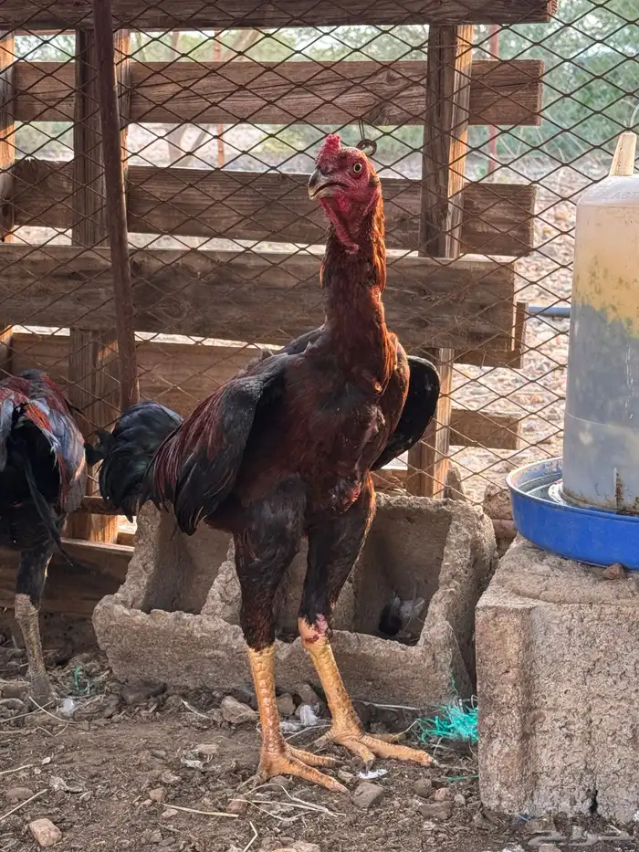ديك باكستاني 6