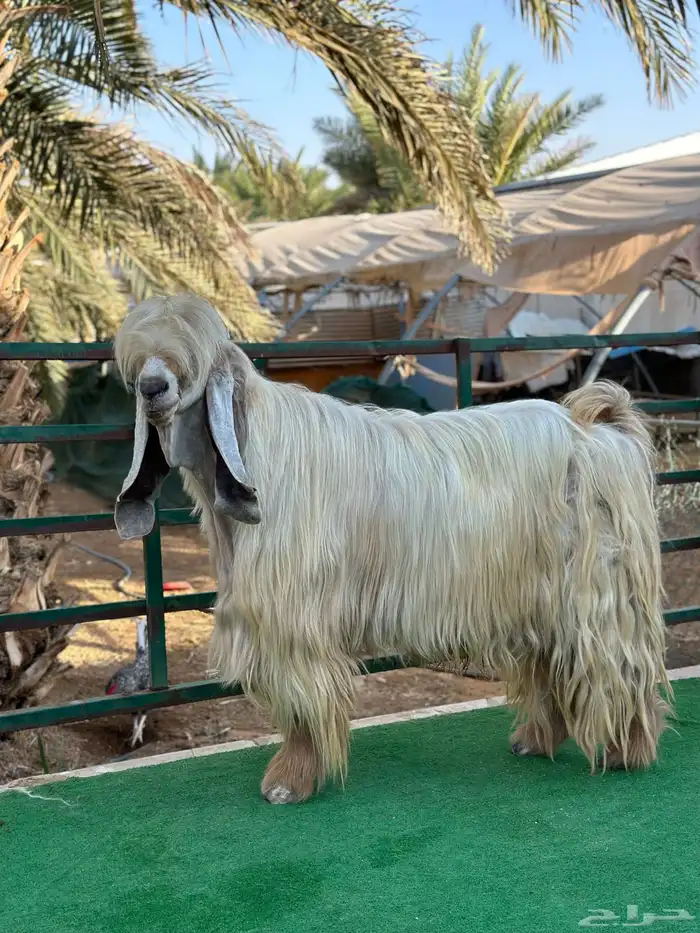فخل عارضي اصفر 0