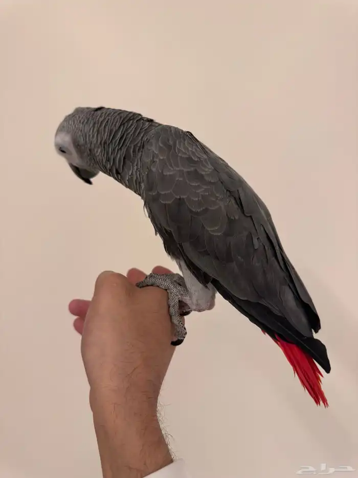 كاسكو اليف جدا ومتكلم 6
