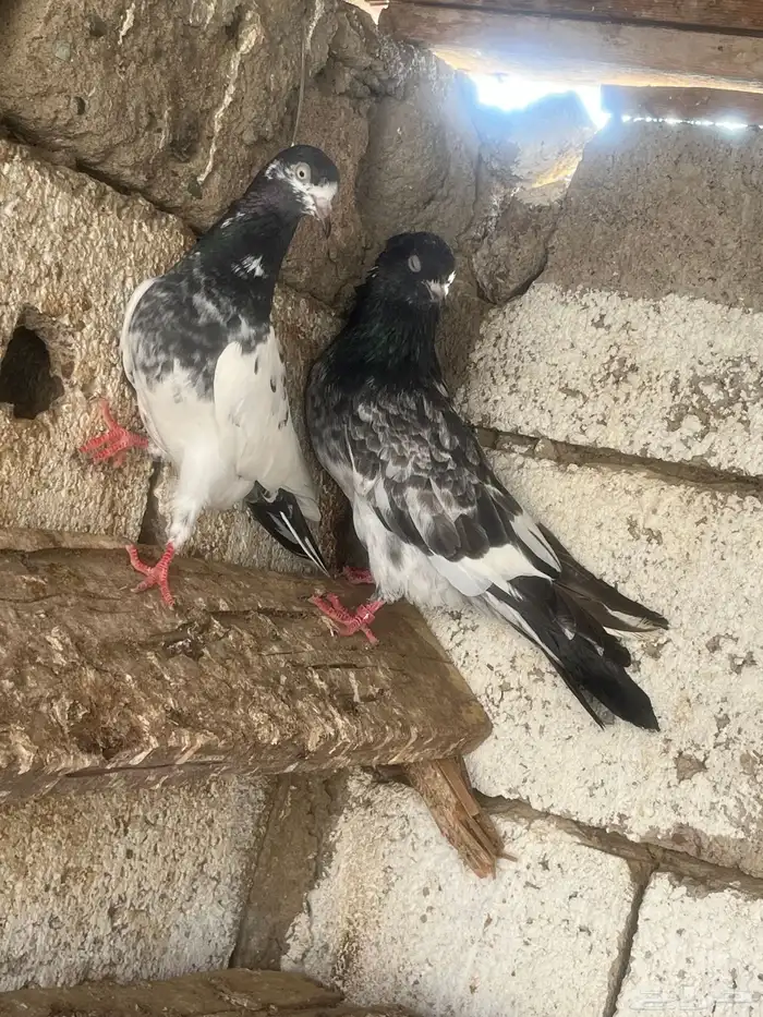 حمام باكستاني 6