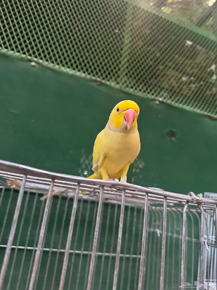 ذكر دره لاتينو 4