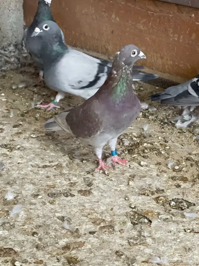 حمام زاجل 5