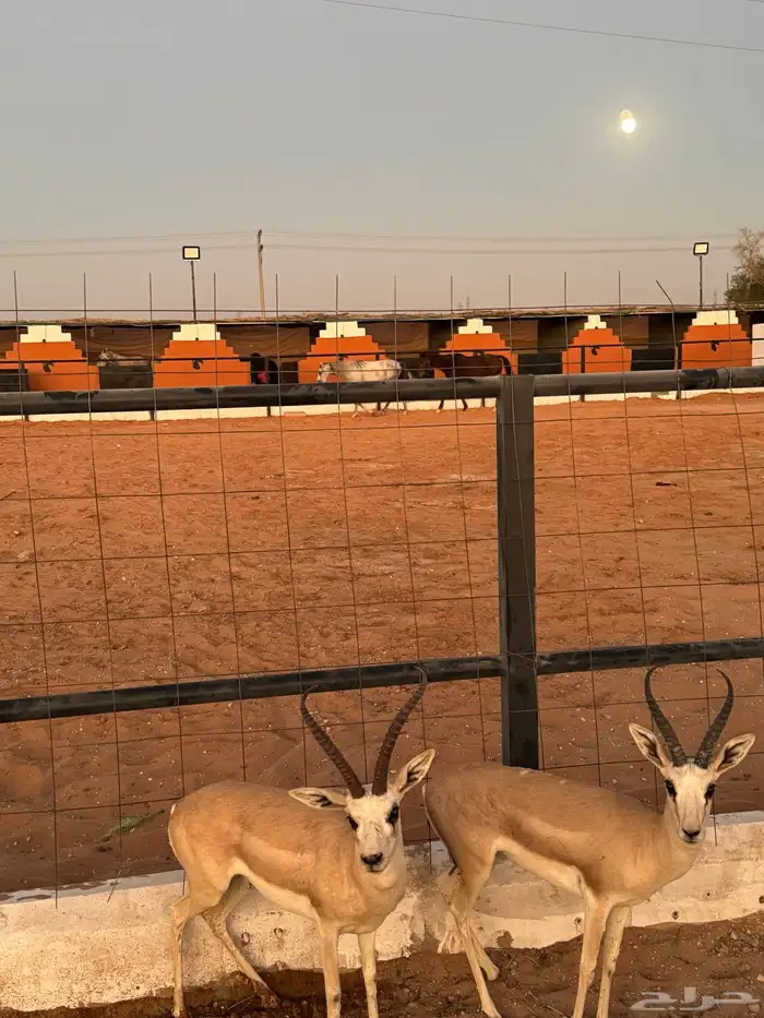 مربط ريف نجد 8