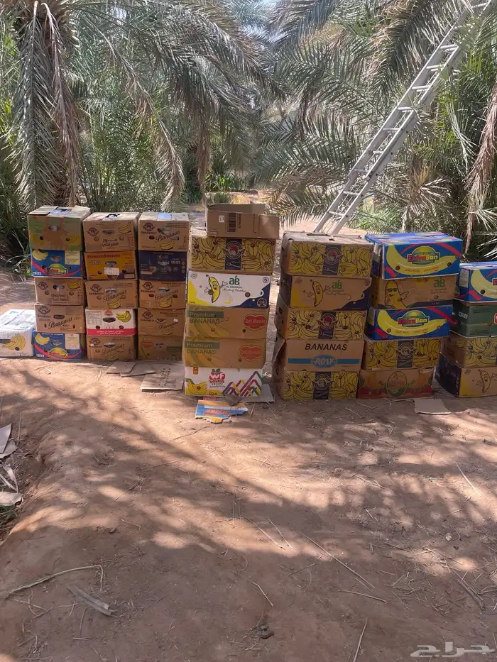 موجود تمر خضري للبيع 2