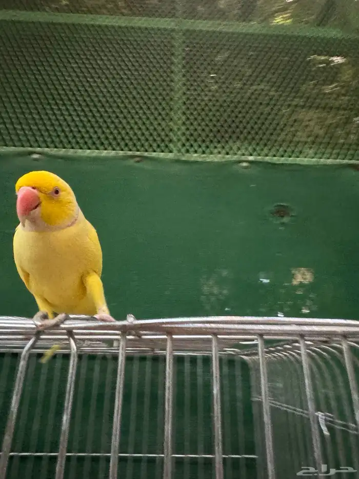 ذكر دره لاتينو 9