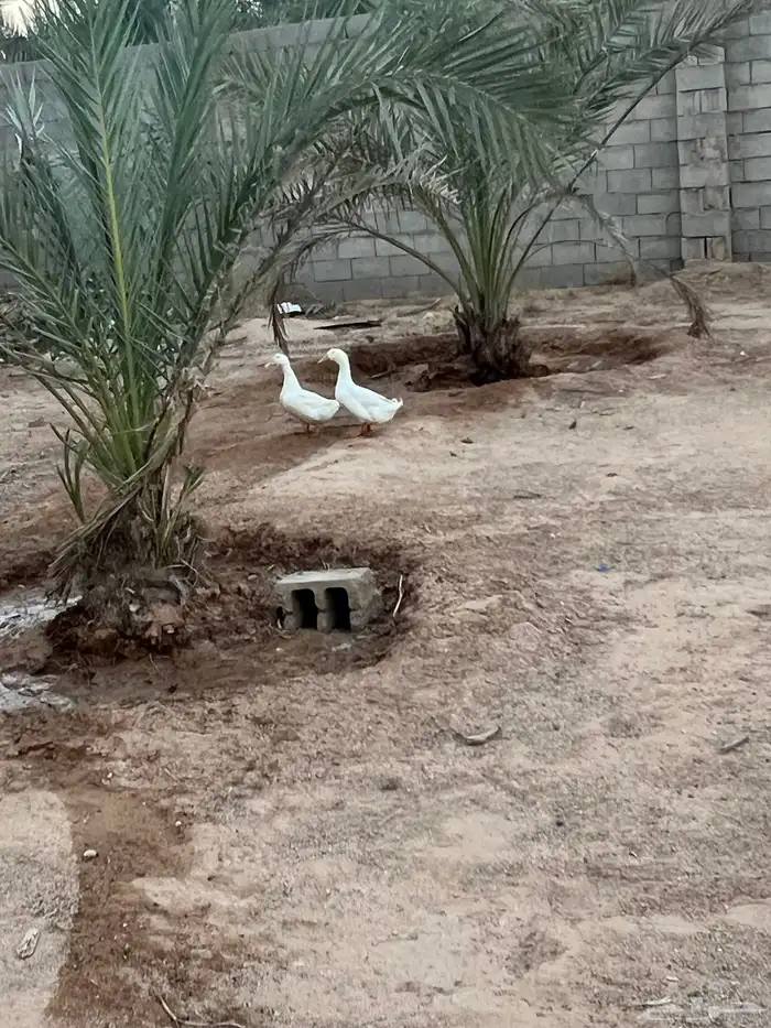 بط منتج للبيع 1