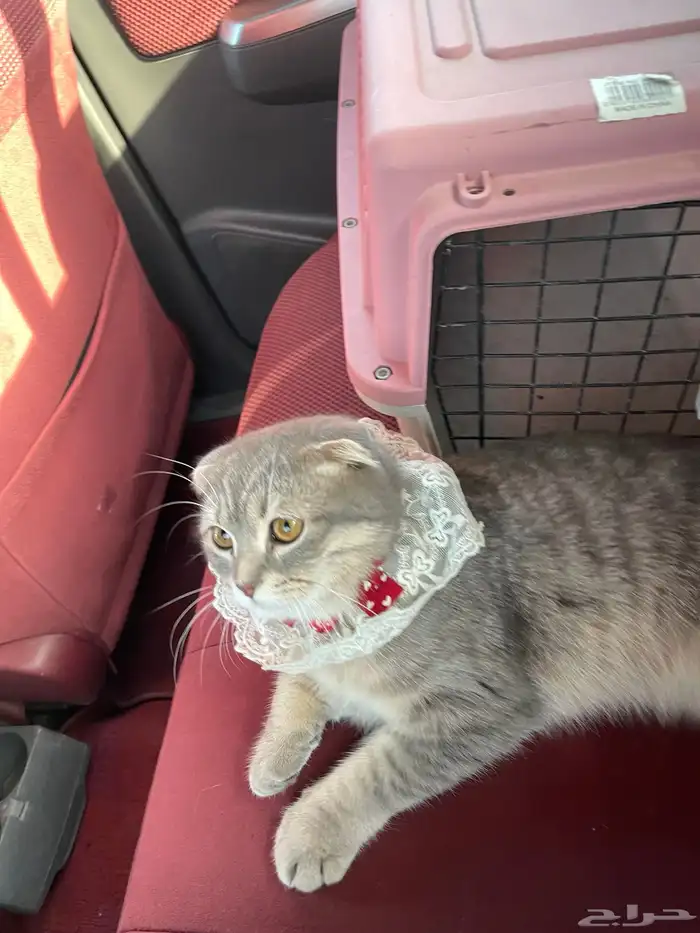 قط سكوتش بالدمام 1