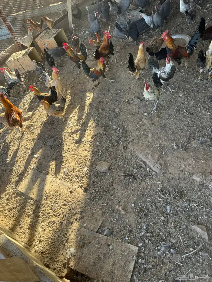 ديك العدد 13 0