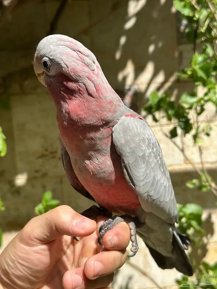 ببغاء كوكاتو جالا فرخ 5