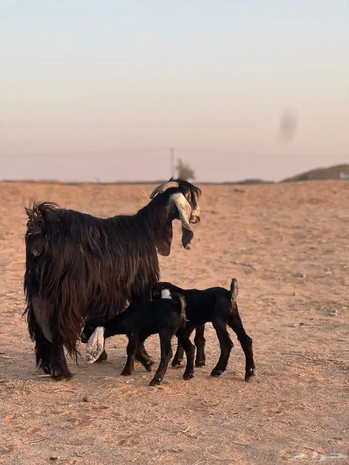 عنز عارضه متوم 2