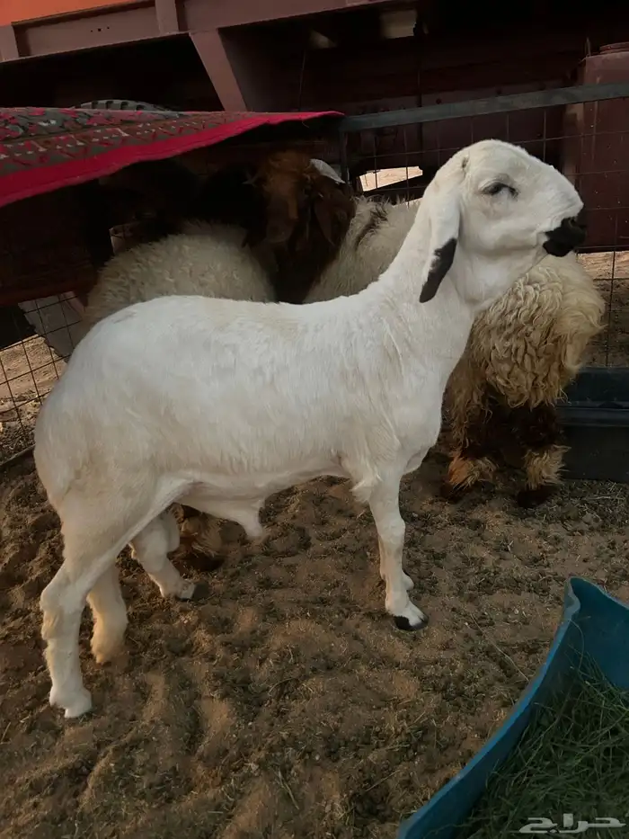 للبيع ذبايح 5