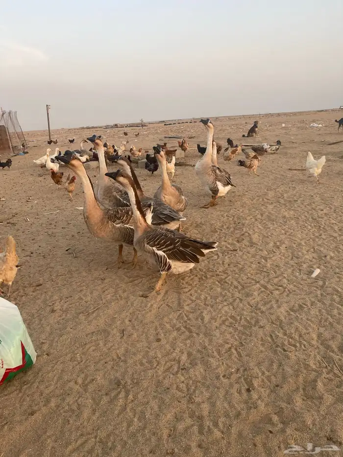 دجاج حمام وز عراقي بط 19
