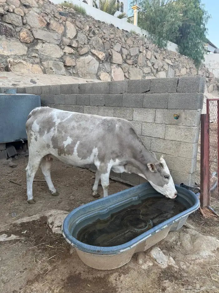 ثنتين من البقر كفوو وصغار سن 4