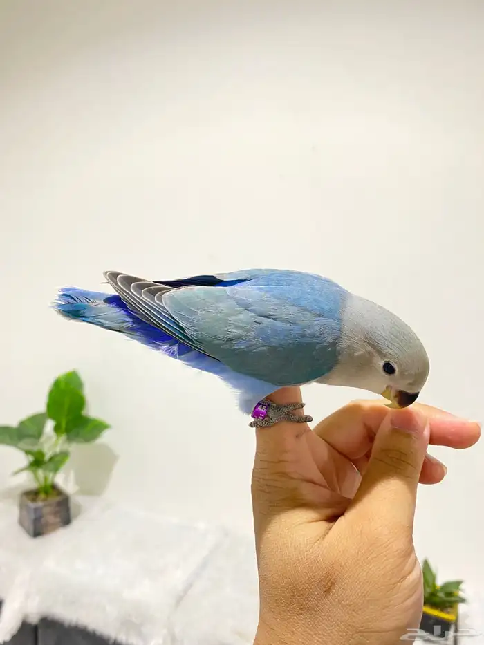 روزات اليفه جدا 6