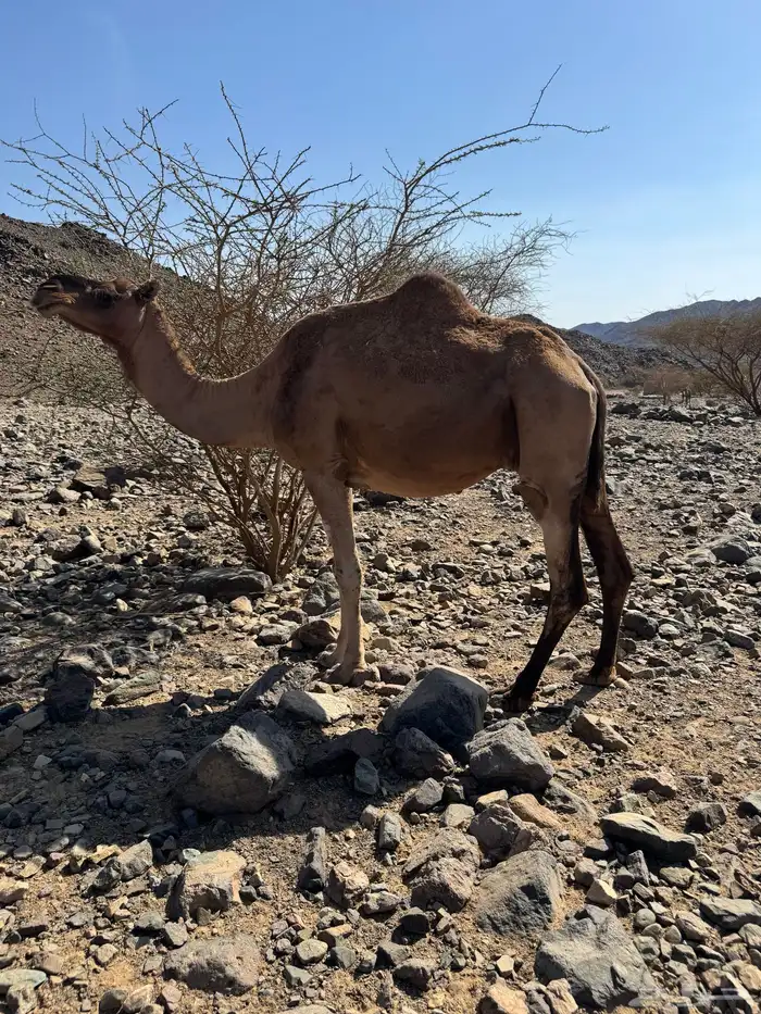 نياق القحات 0