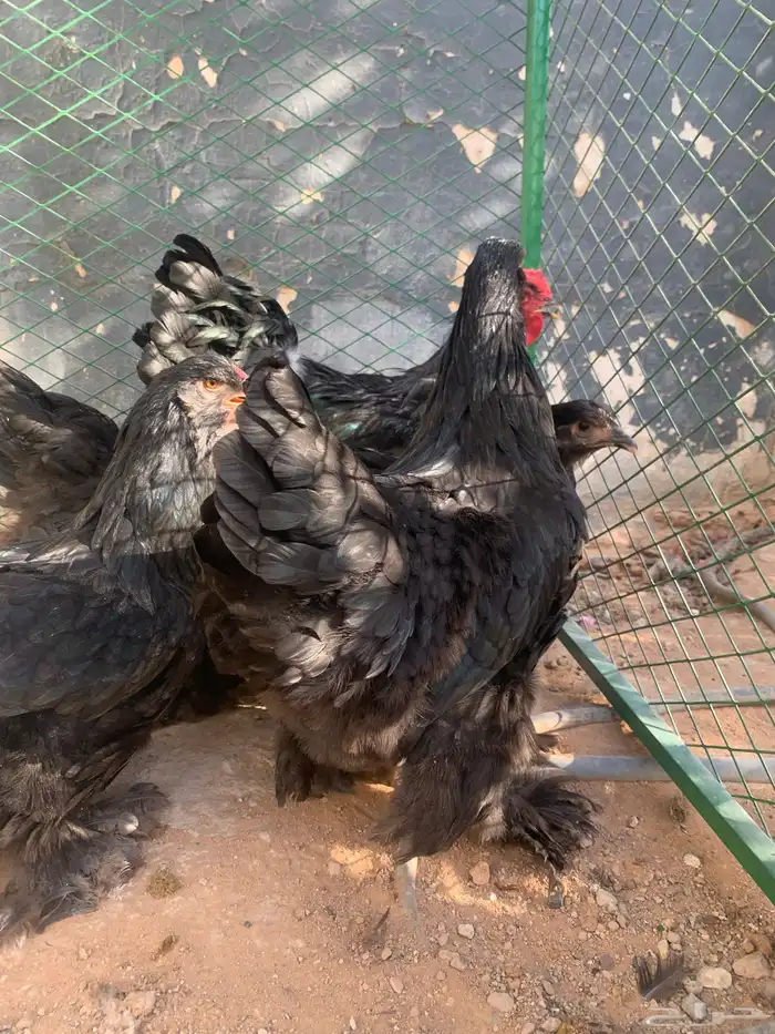 بشاير براهما اسود 3