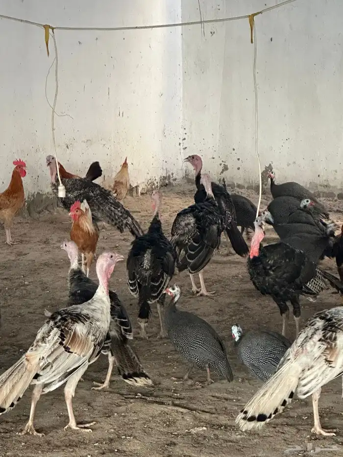 دجاج رومي و دجاج حبشي 2