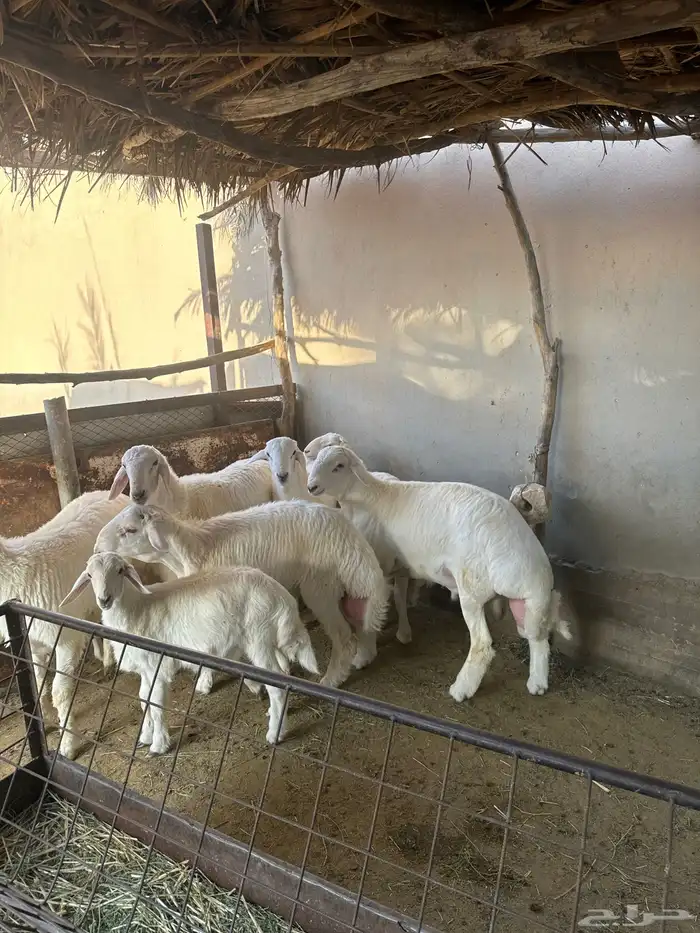 طليان 0