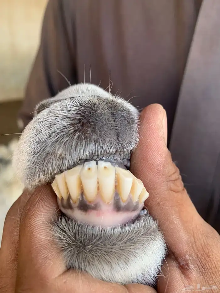 عنز ( تم البيع ) 0