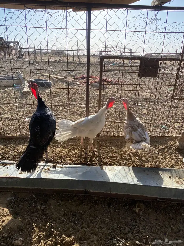 للبيع دجاج رومي 0