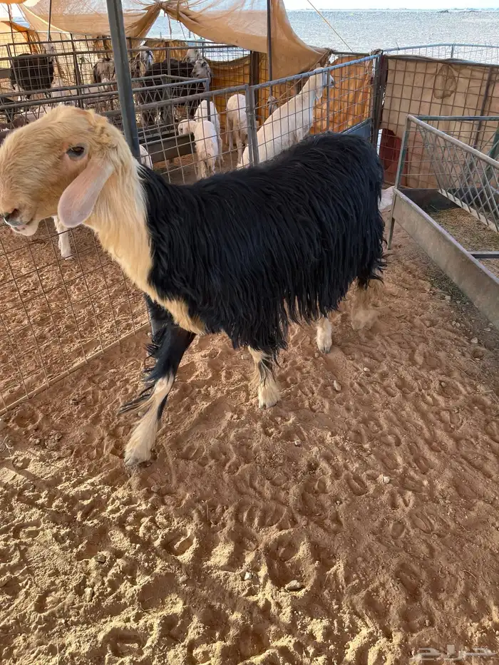 نجدي طيب البيع 2