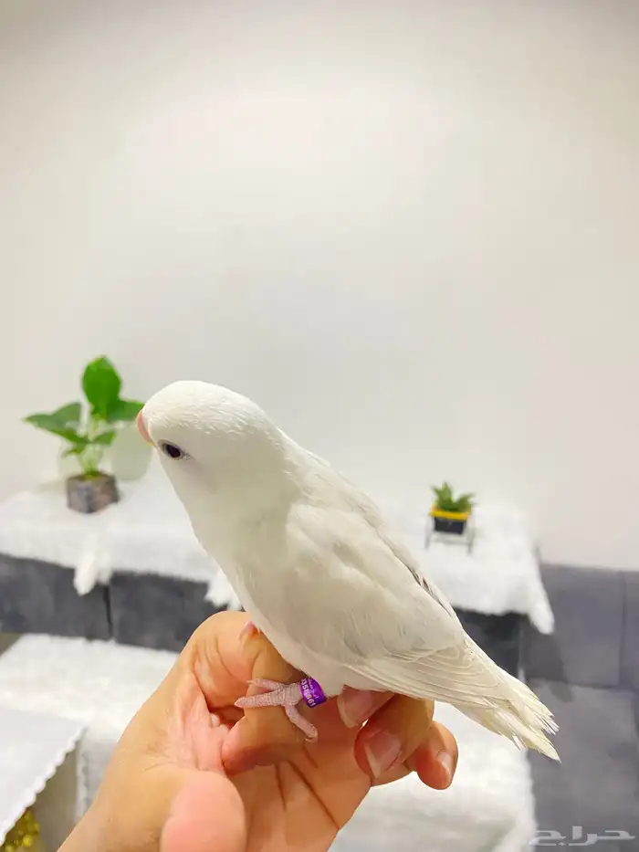 روزات اليفه جدا 7