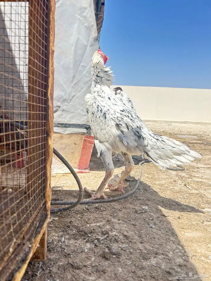 دجاجه المانيه 4