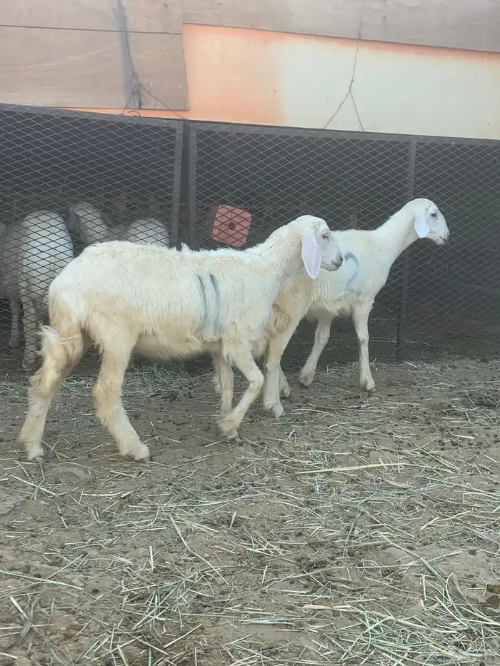 رخال 2 2
