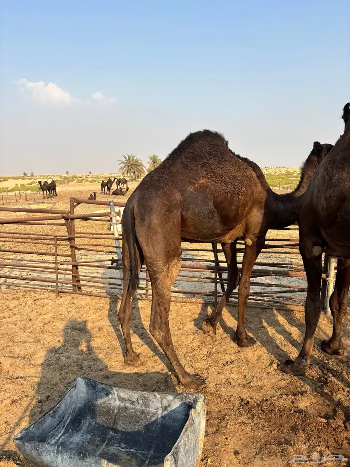 قعدان وبكار 2