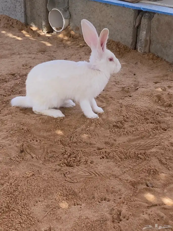 ذكور ارانب فرنسي 0