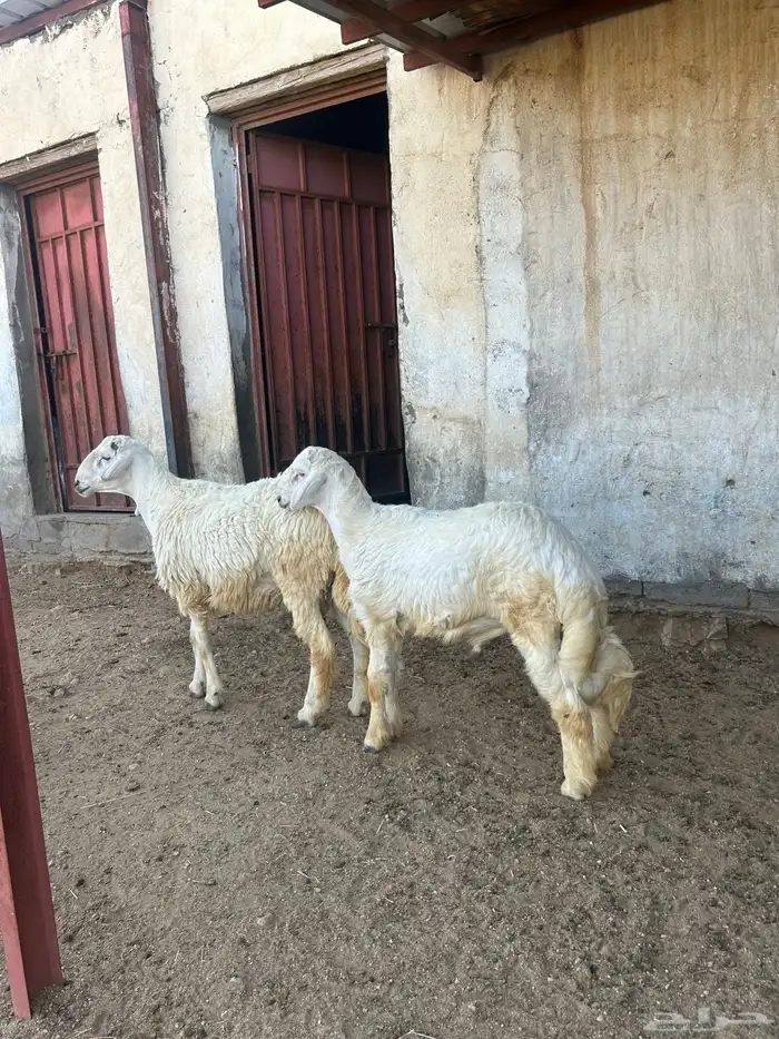خروفين جبره للبيع 1