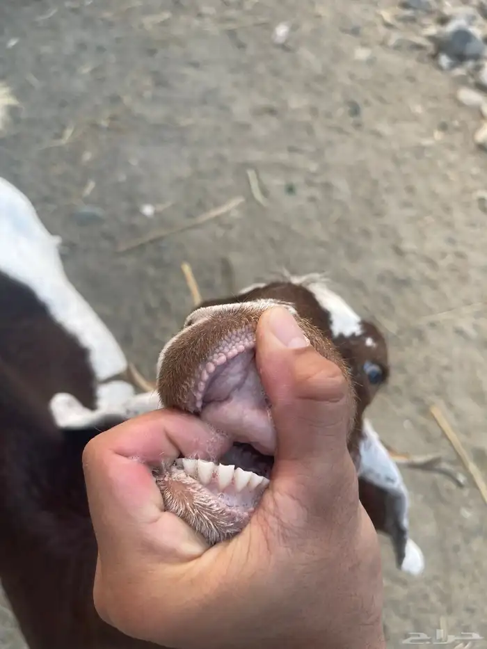 عنز مهجنه جرم دافع 1