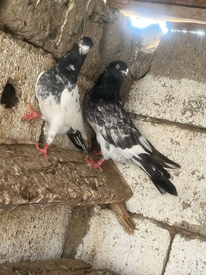 حمام باكستاني 5