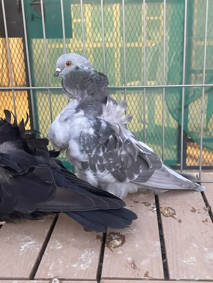 كشكش لافندر 4