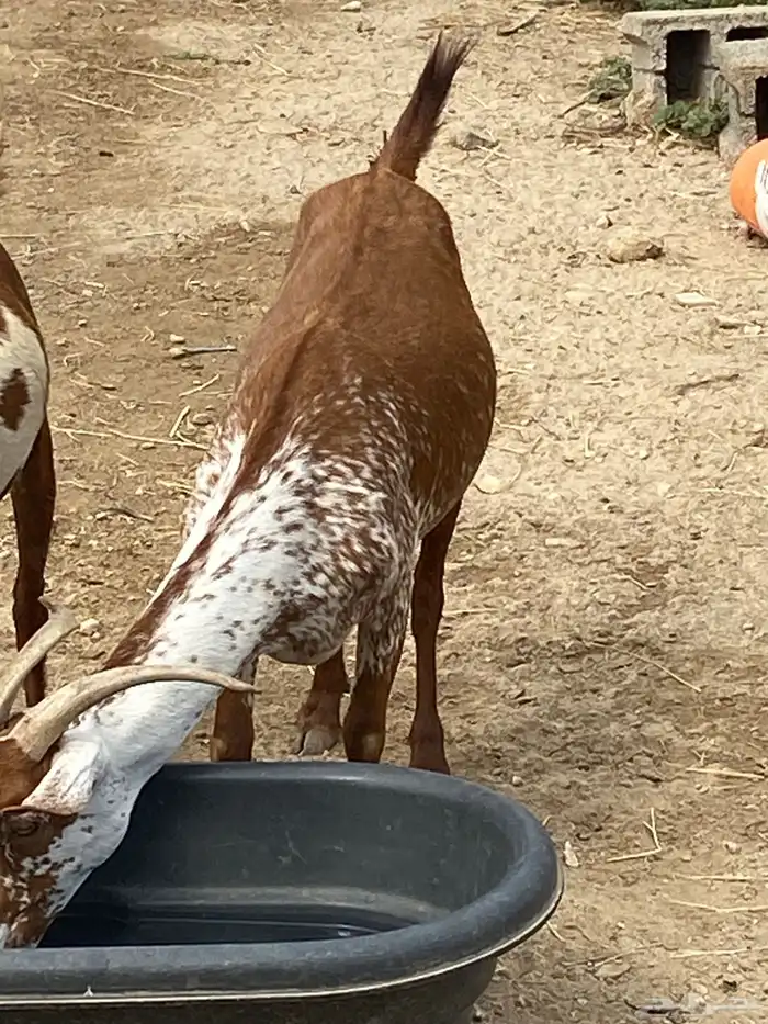 ماعز جنوبيه وشحاء 2