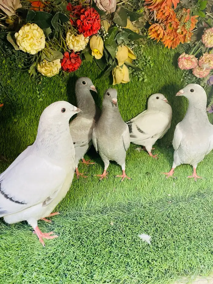 للبيع مجموعة طبات زواجل 3