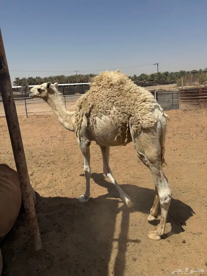 قعود 0