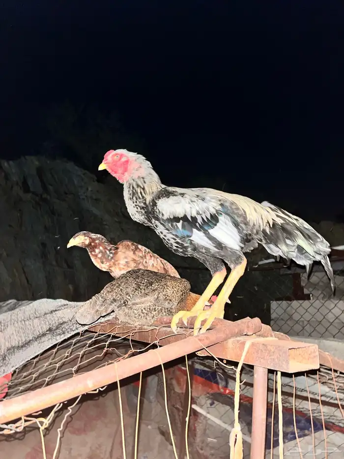 ديك بكستاني ودجاجه بكستانيه 0