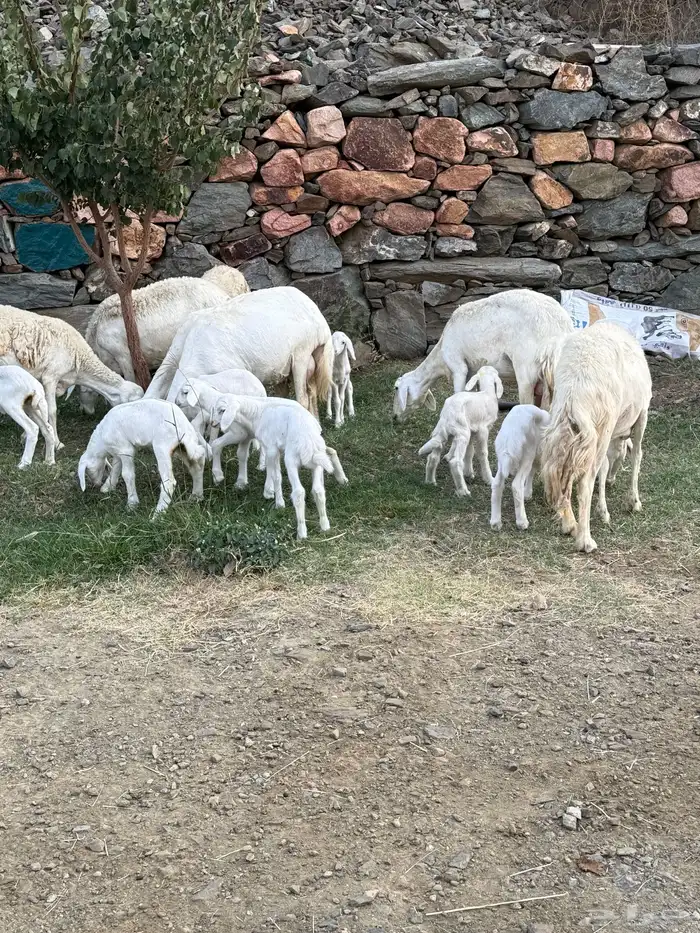 غنم مقاني 13 تحتها 14 11