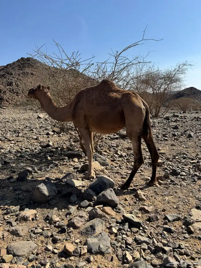 نياق القحات 3