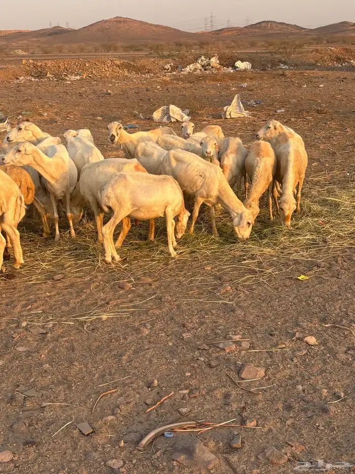 40 ضان رفيدي الحد 650 4