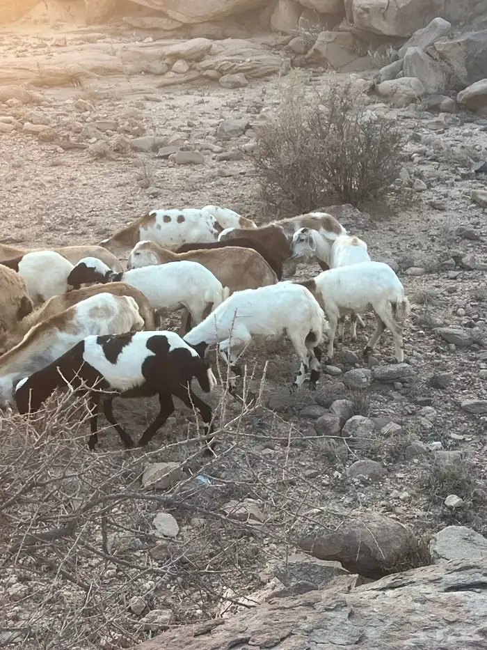 رخال مهجنه رفيدي 6