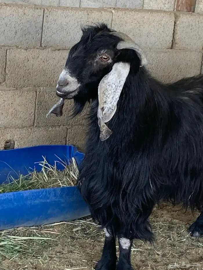 تيس فحل عاضي 1