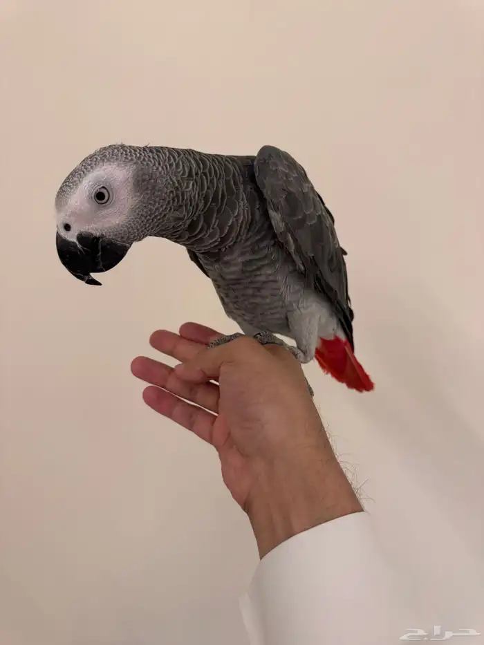 كاسكو اليف جدا ومتكلم 5