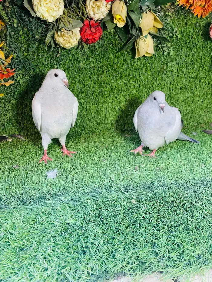للبيع مجموعة طبات زواجل 13