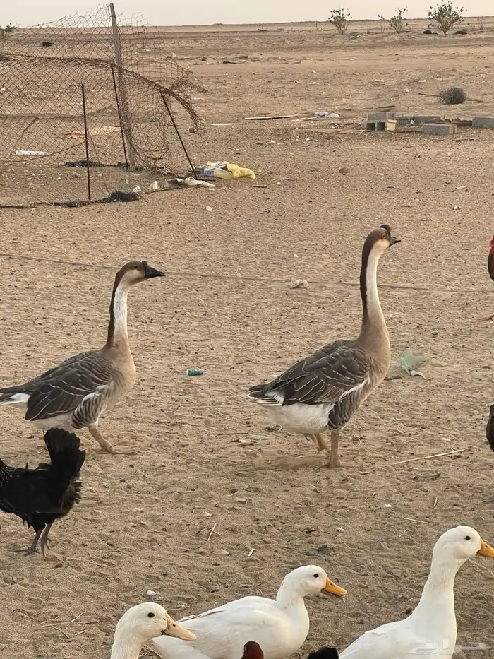 دجاج حمام وز عراقي بط 2