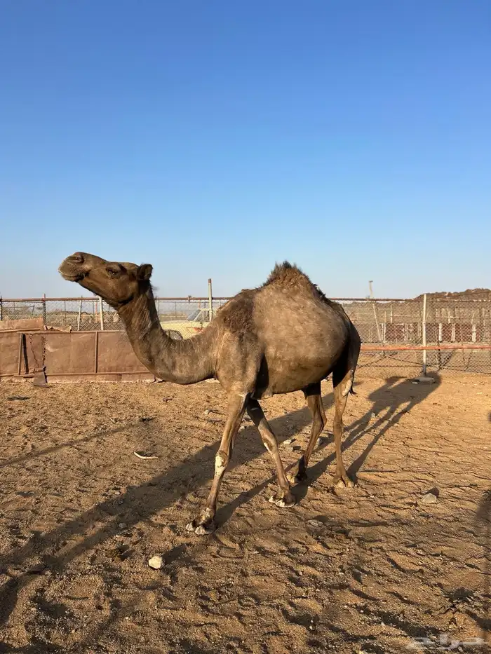 للبيع ناقتين صفر 6